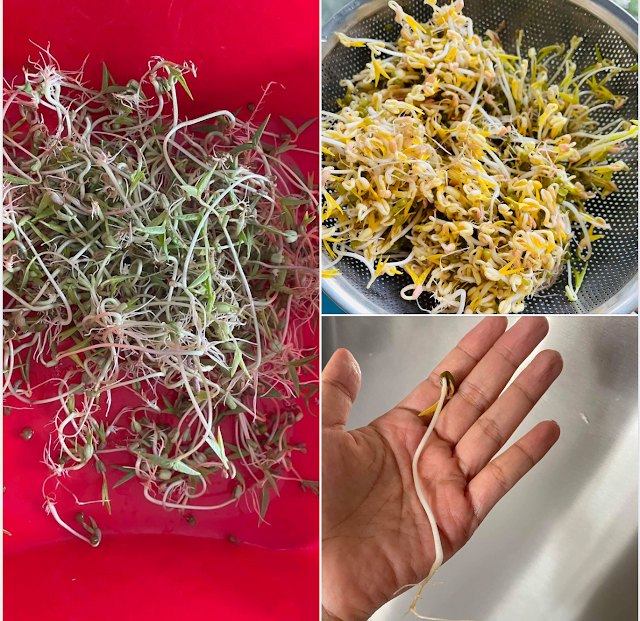 LỢI ÍCH từ việc TRỒNG GIÁ LỢI ÍCH từ việc TRỒNG GIÁ