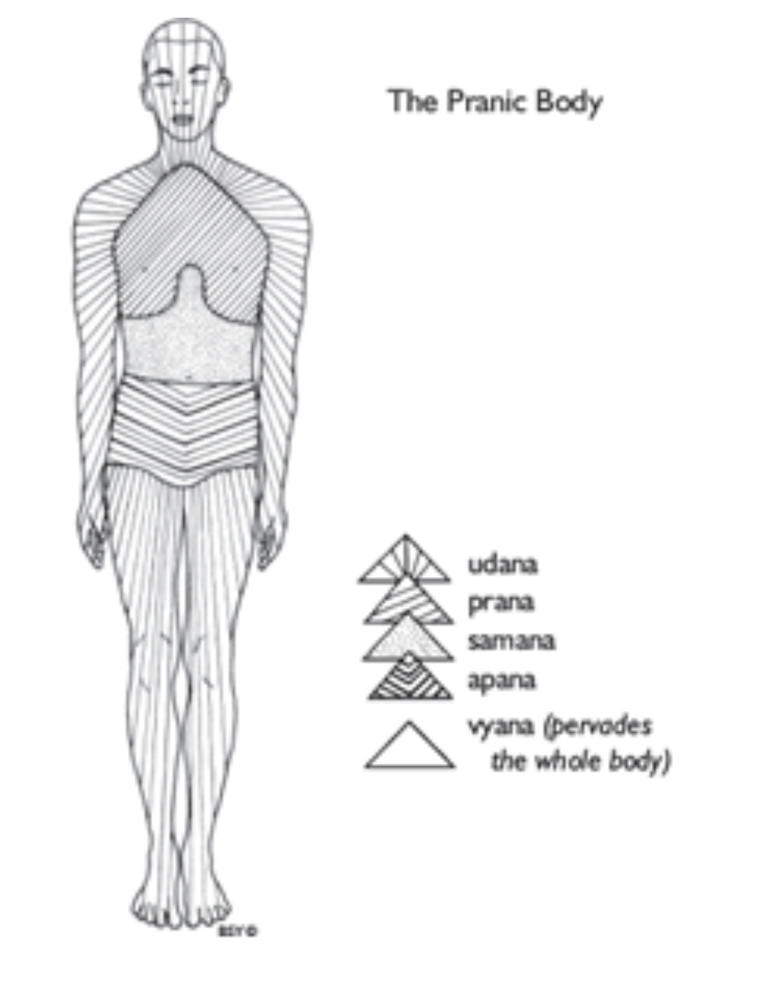 #3 Yoga lead the way – Vỏ bọc năng lượng