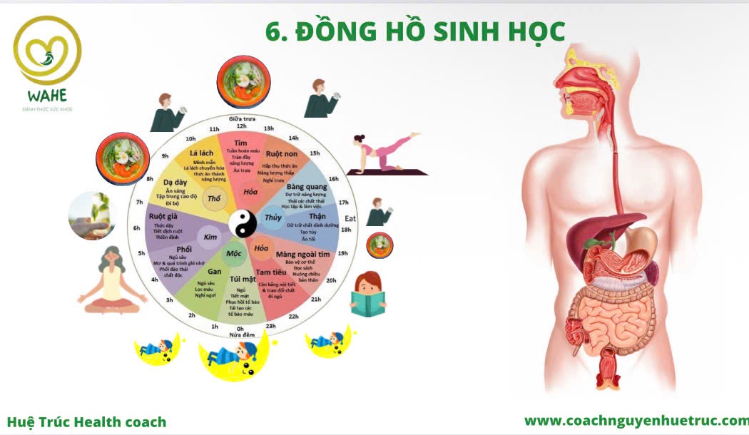 Đồng hồ sinh học